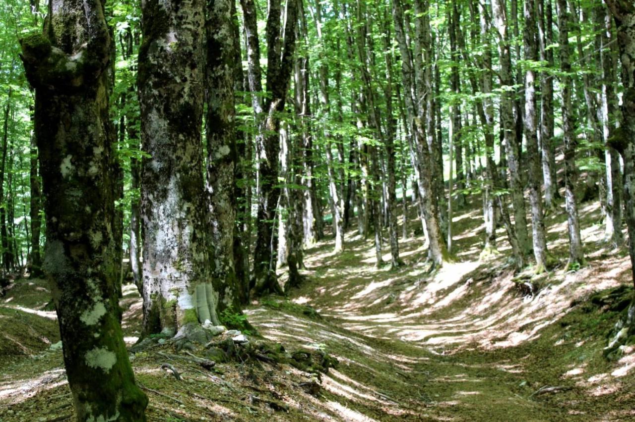 Casetta Nel Borgo Olevano Romano Dış mekan fotoğraf