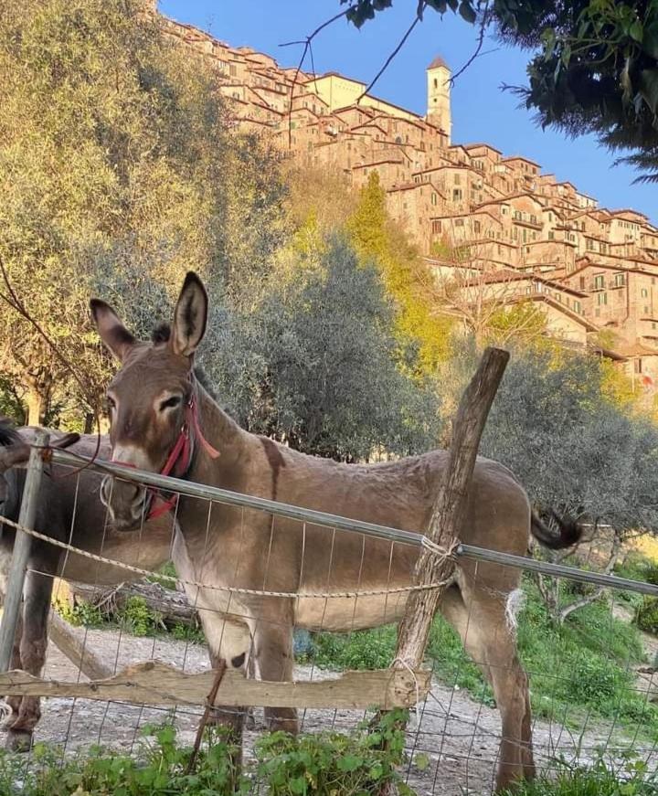 Casetta Nel Borgo Olevano Romano Dış mekan fotoğraf
